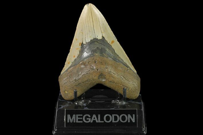 Fossil Megalodon Tooth - North Carolina #124918